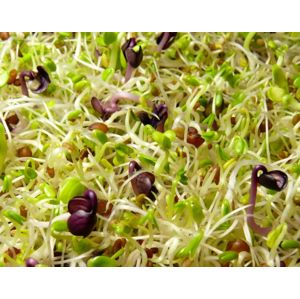 GRIZLY Alfalfa, rukola, řeřicha, pórek BIO mix semínek na klíčení BIO 250 g
