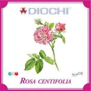 Diochi Rosa centifolia čaj 60 g